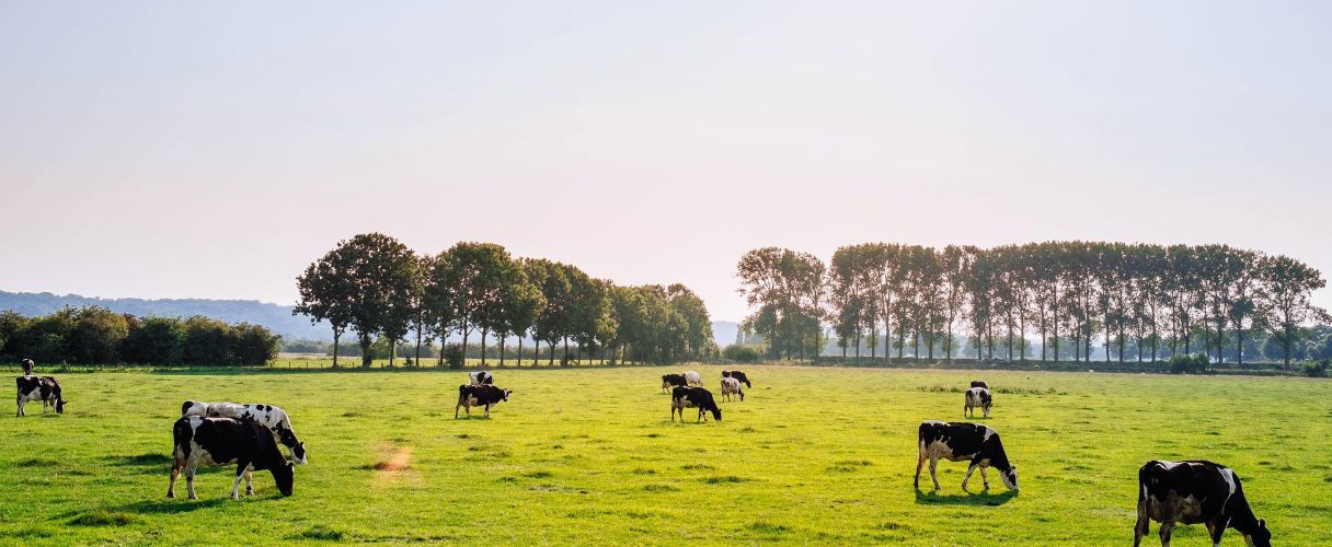 Dairy Farm Landscape large