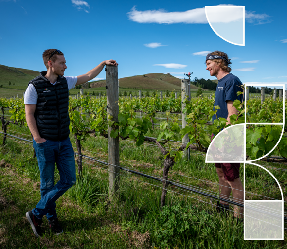 Vineyard