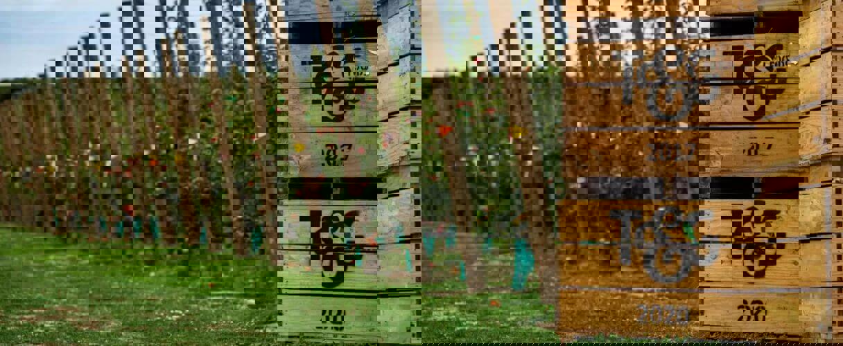 T&G Landscape