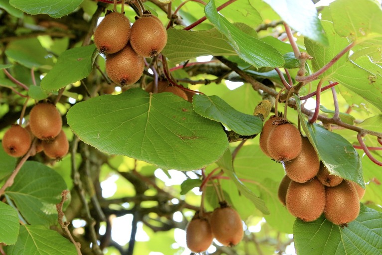 Kiwifruit large