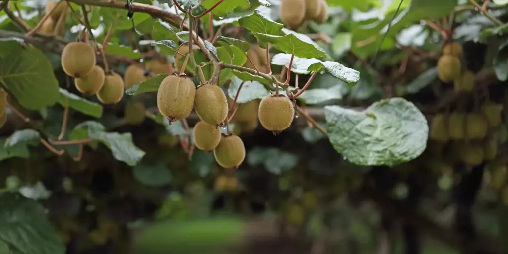 Kiwifruit Orchard Landscape