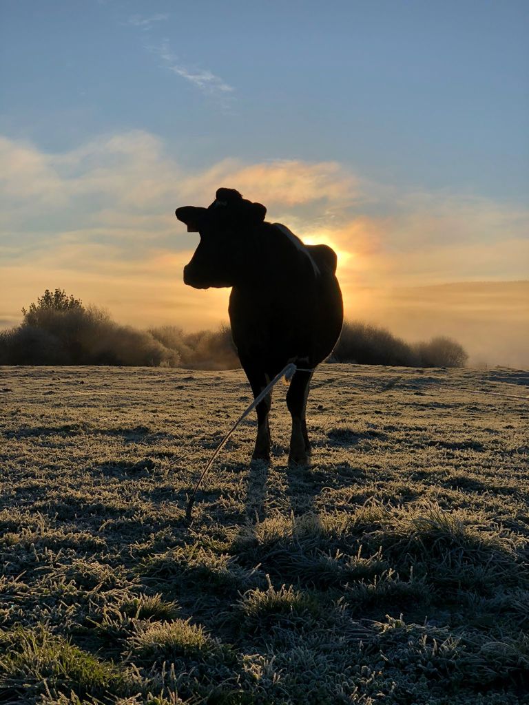 Armerjaskarna Sunrise Frost At TD