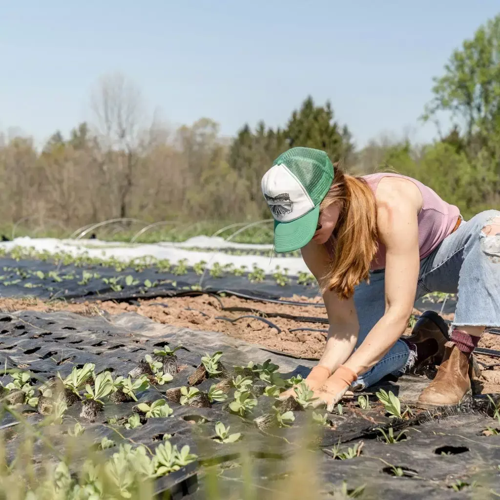 worker planting vegetables large