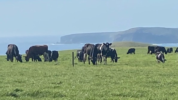 Van Dairy (1)