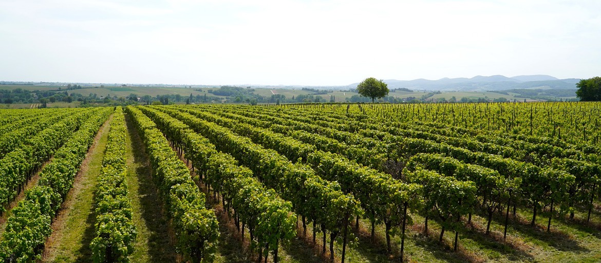 Vineyard landscape large