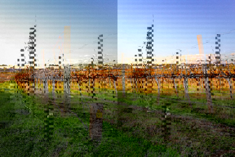 VINEYARDS STOCK