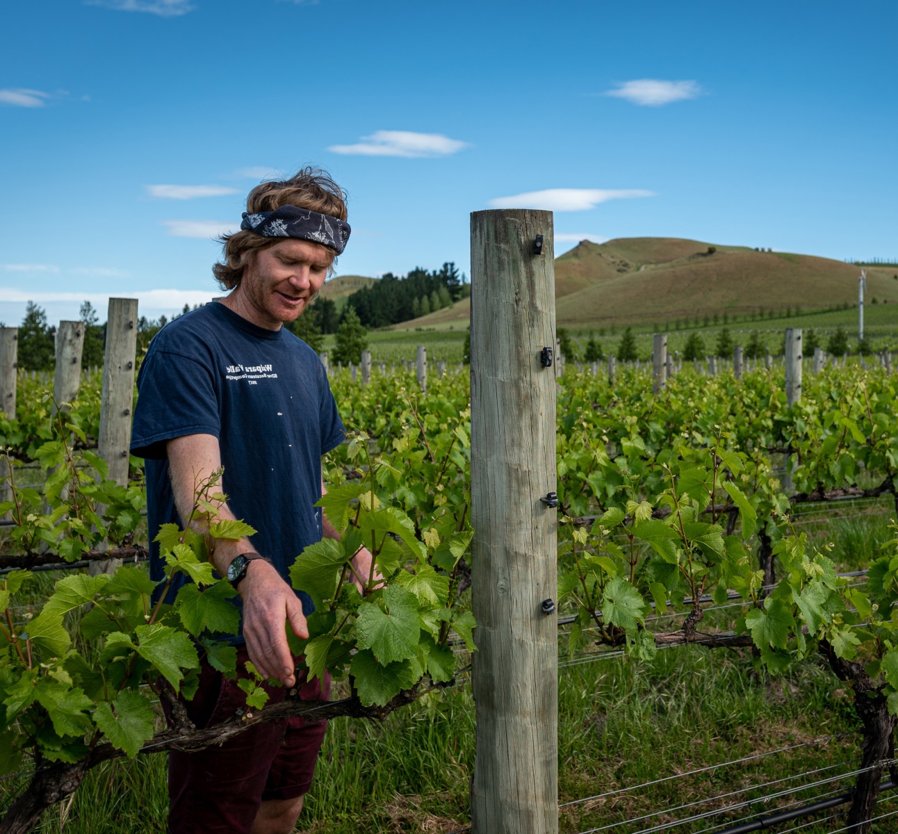 Vineyard Man