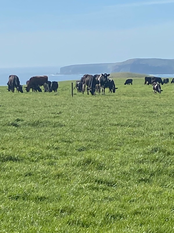 Van Dairy