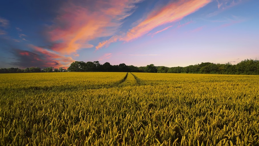 Farms crops large