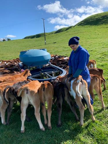 Calves at Armer Farms